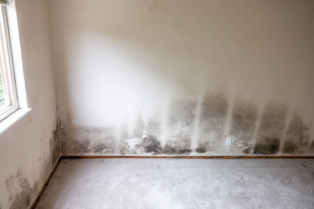 Forensic Mold Investigation in Valdese, NC